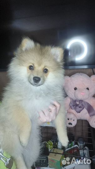 Померанский шпиц