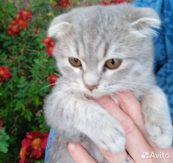 Котенок вислоухий