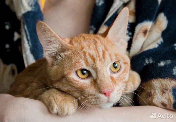 Рыжий котик на счастье