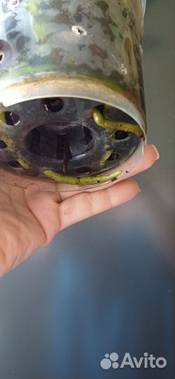 Орхидея фаленопсис