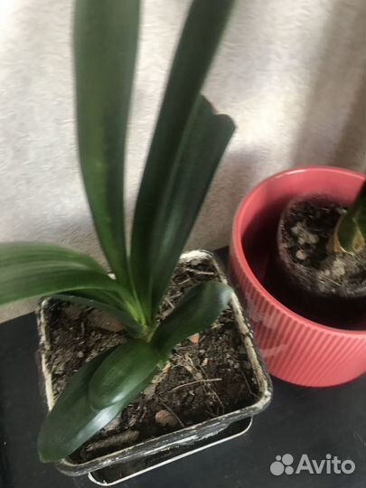 Кливия, Комнатный цветок