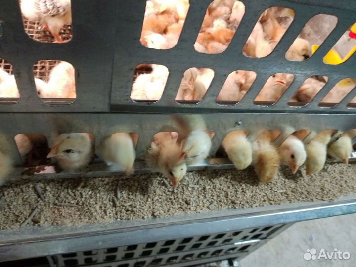 Цыплята бройлеры суточные и подрощенные