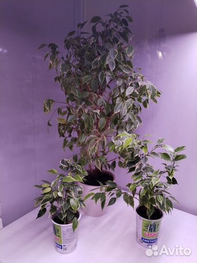 Комнатные цветы