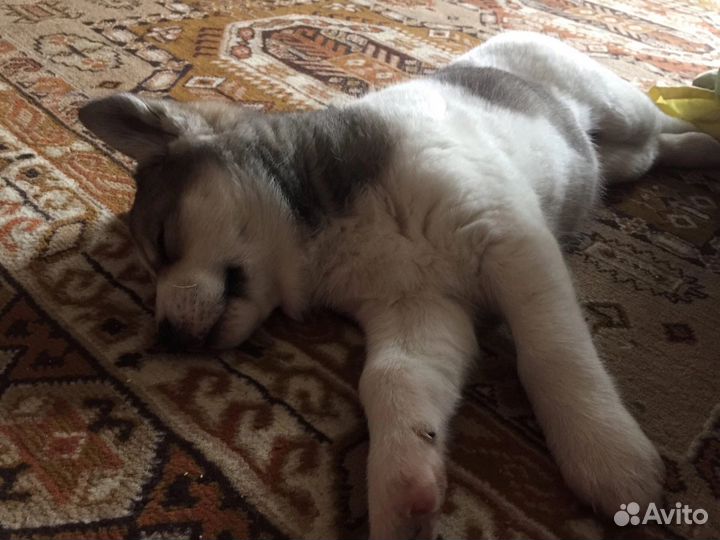 Передержка животных