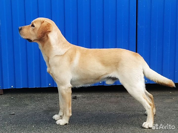 Щенки лабрадора