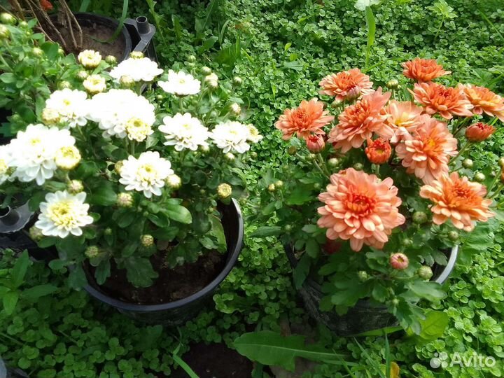 Хризантемы мультифлора