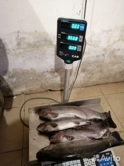 Рыбалка форель, карп, щука