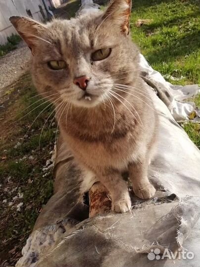 Кошечка в добрые руки