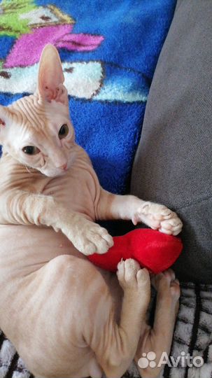 Отдам кота сфинкса