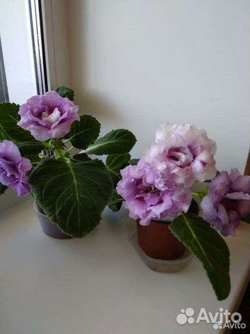 Цветы домашние