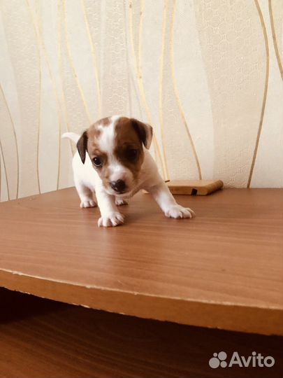 Джек рассел терьер