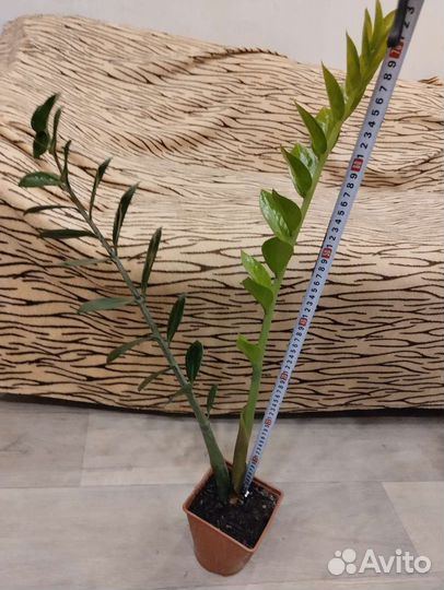 Замиокулькас