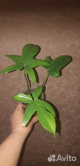 Комнатные растения цветы