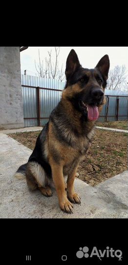 Дрессировка собак с.Покойное