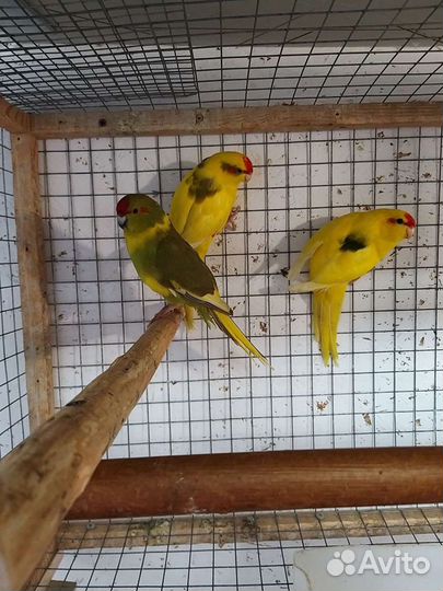 Попугай корелла молодежь