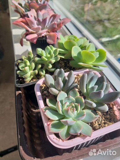 Суккуленты, часть 1