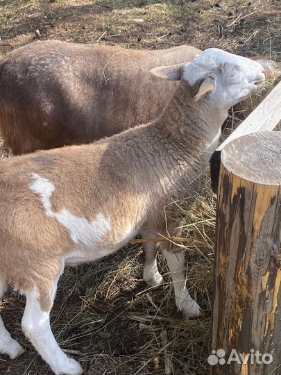 Барашки на племя