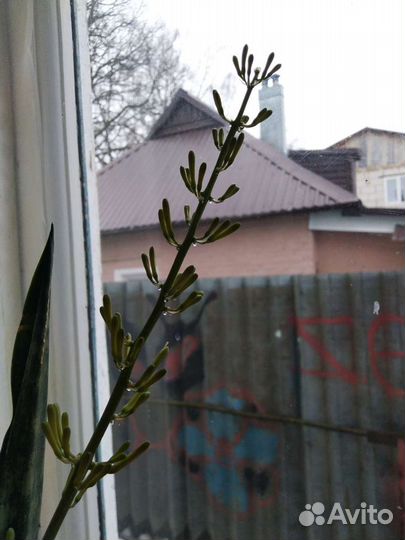 Сансевиерия