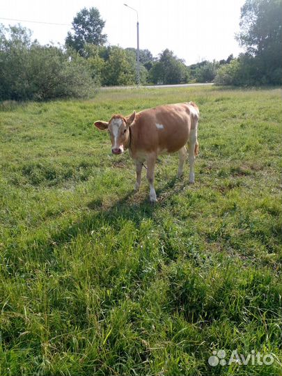 Продается телка. возможен торг