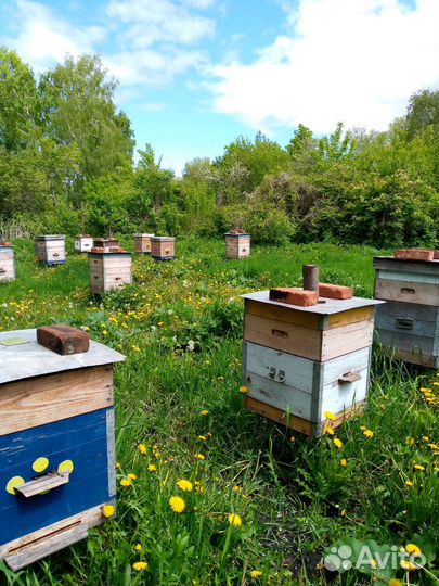 Пчелы и улья