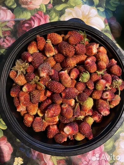 Элитная Земляника клубника саженцы