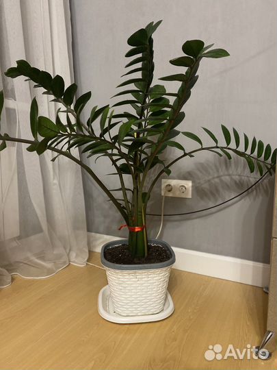 Комнатные цветы