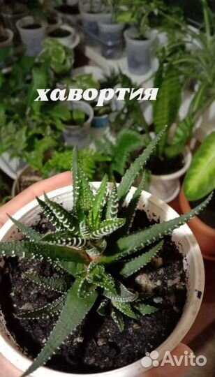 Комнатные цветы