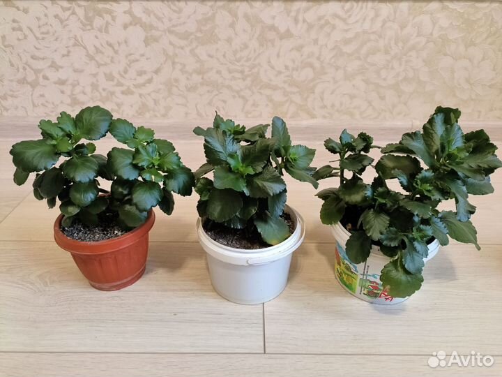 Алоэ, хавортия, спатифиллум,декабрист,традесканция