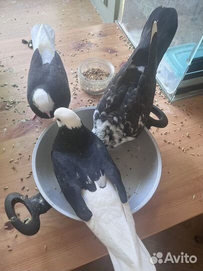 Голубь ручной