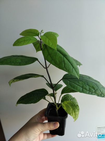 Клародендрум