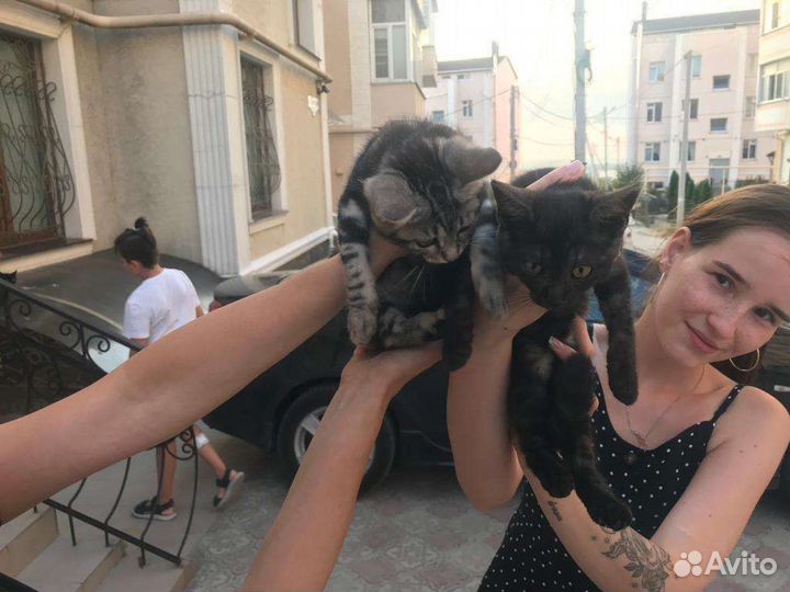 Кошки в добрые руки