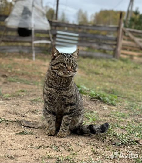 Котята крысоловы
