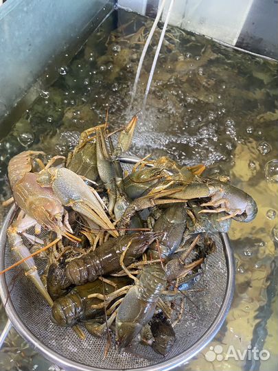 Дикий рак Живой Вареный