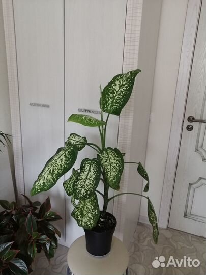 Диффинбахия