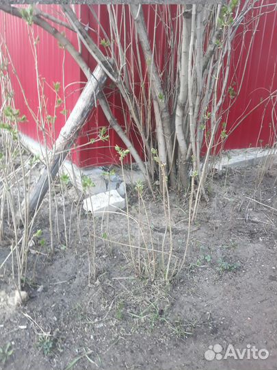 Сирень белая. Золотой корень, родиола розовая