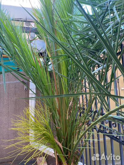 Финиковая пальма