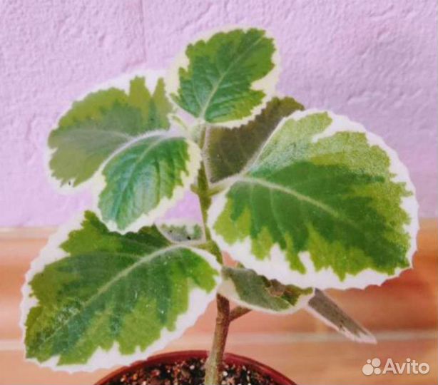 Колумбийский орегано /Плектрантус