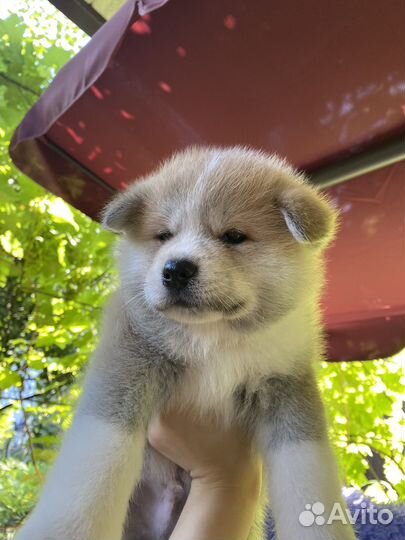 Щенки акита ину