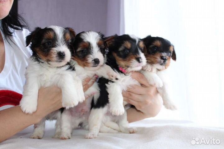 Девочки красавицы