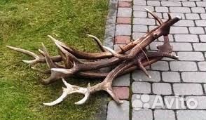 Рога лось олень