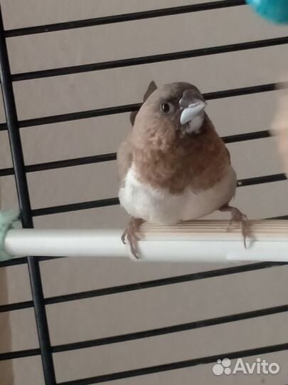 Японские амадины