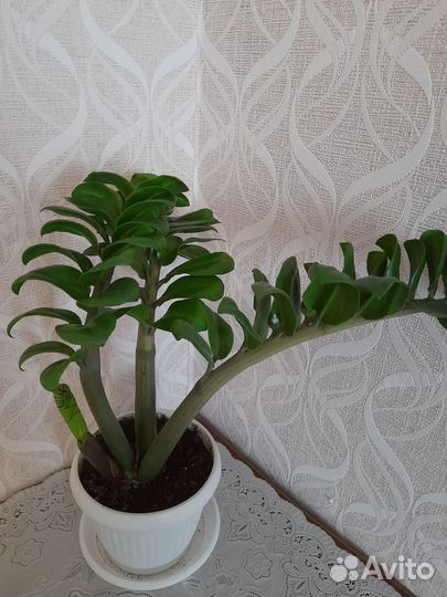 Зензи Замиокулькас