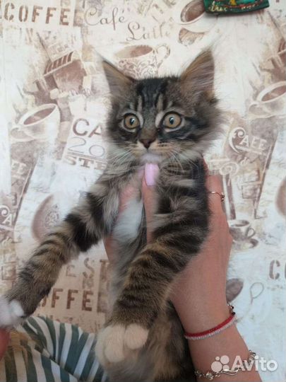 Отдам в добрые руки котика