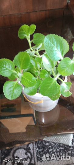 Перечная мята