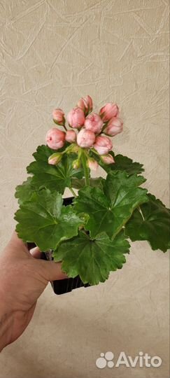 Пеларгония герань