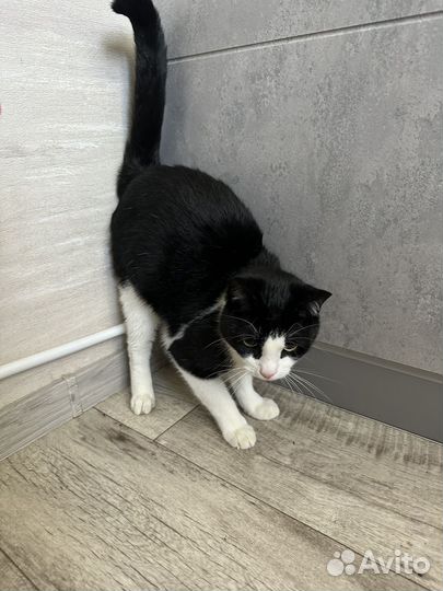 Кот и Кошка