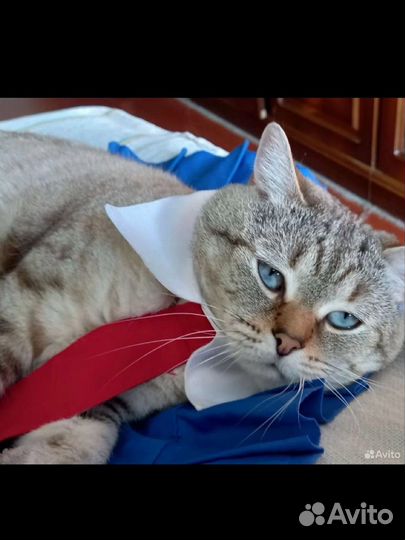 Шотландский котенок мальчик