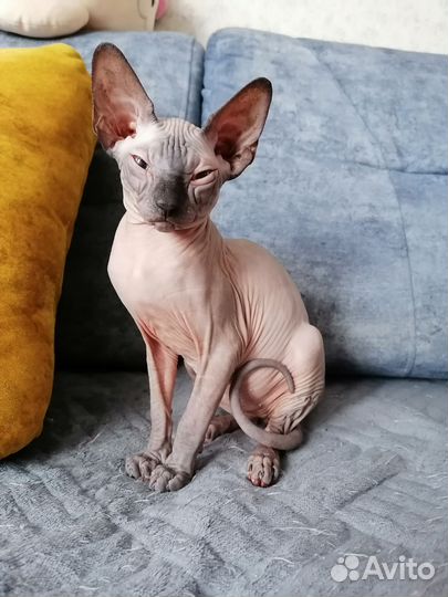 Сфинкс котенок