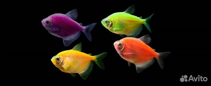 Неон голубой и большое количество других рыб