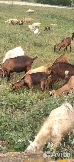 Шикарные козлы-красавцы на племя